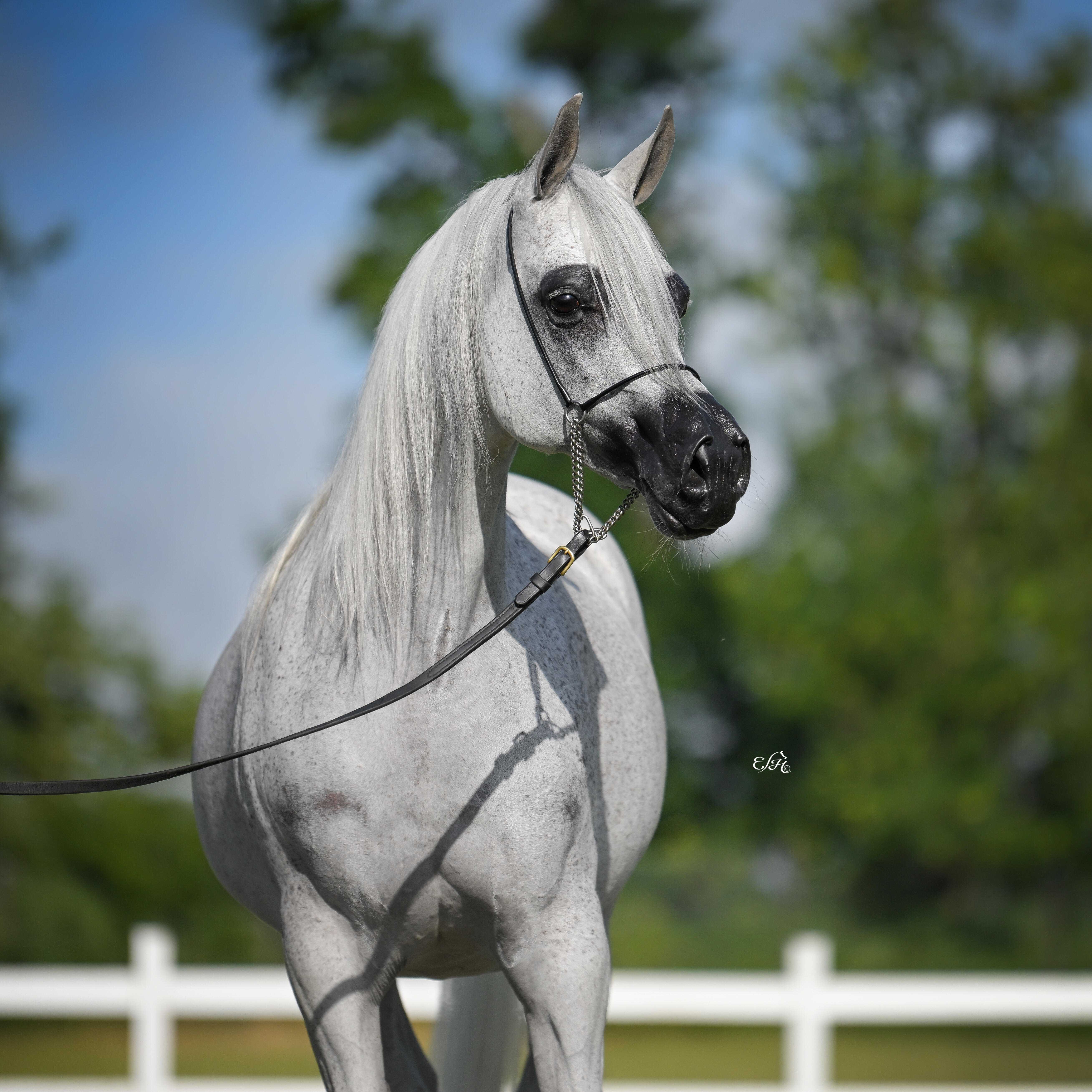 SHILLA — Mare · 13y
